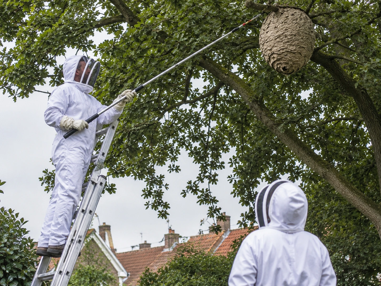 Hoornaarnest hoog in een boom wordt vanaf rolladder behandeld in Leeuwarden